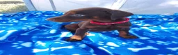 Dobermann perros en venta: Doberman chocolate y negro europeo  en Málaga - Anuncio 8