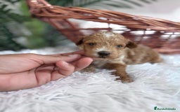 Caniche Toy perros en venta: CANICHE TOY MACHO - Imagen 3