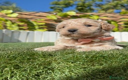 Maltipoo perros en venta: MALTIPOO HEMBRA - Imagen 9