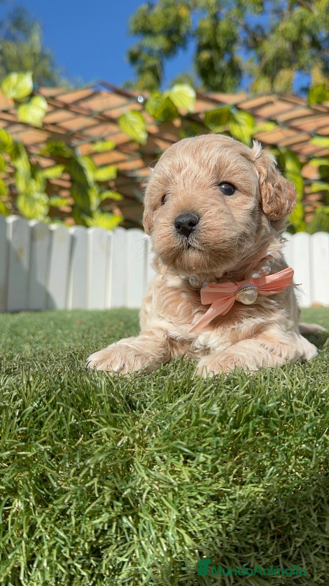Maltipoo perros en venta: MALTIPOO HEMBRA - Imagen 9