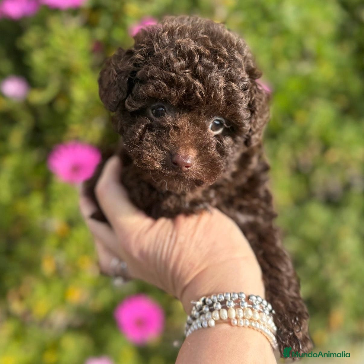 Caniche Enano perros Caniche Chocolate  - Anuncio 2