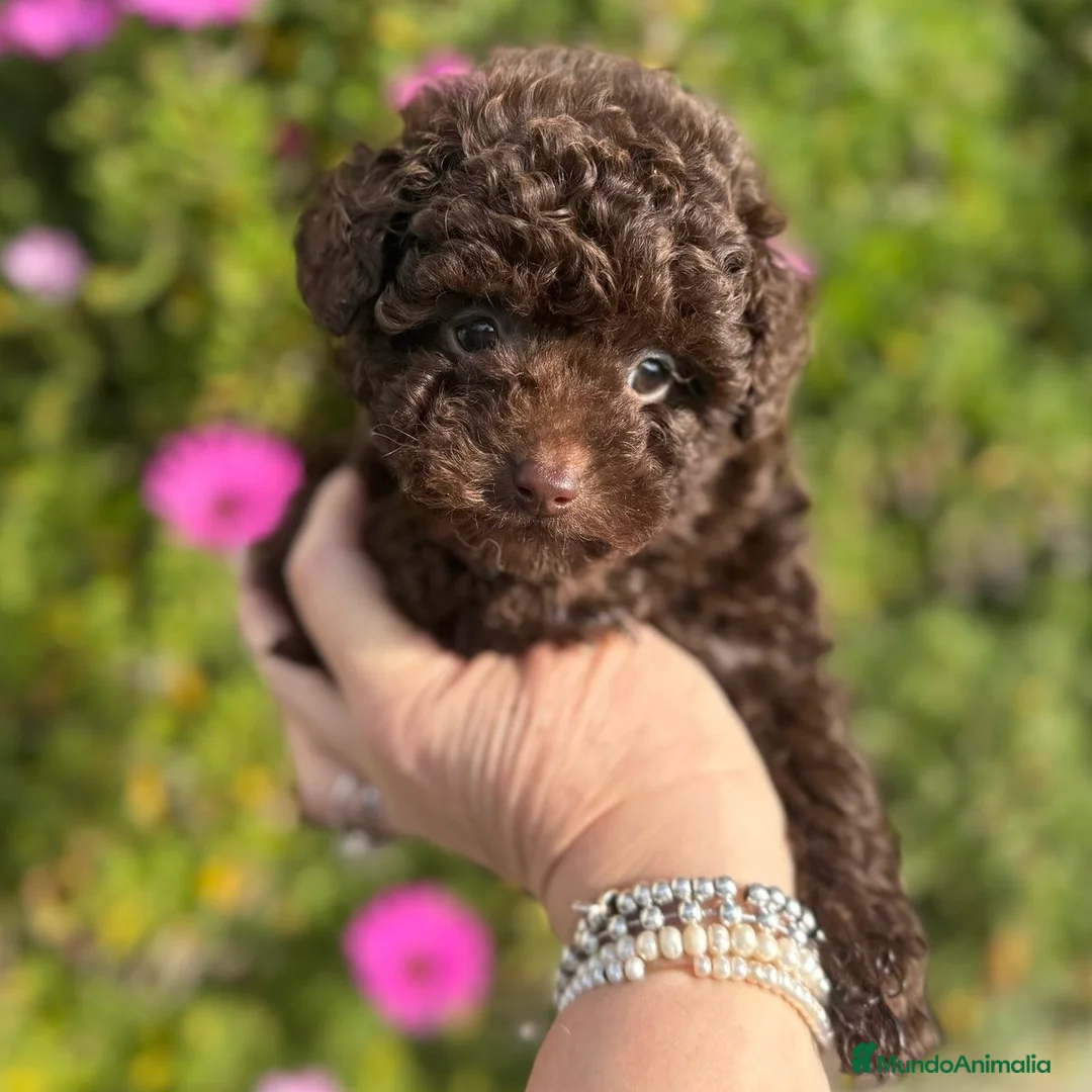 Caniche Enano perros en venta: Caniche Chocolate  - Anuncio 1