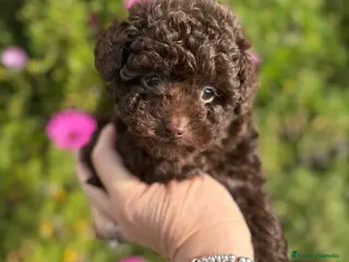 Caniche Enano perros Caniche Chocolate - Anuncio 2