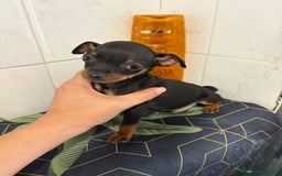Pinscher Miniatura perros en venta: Pinscher miniatura  - Imagen 6
