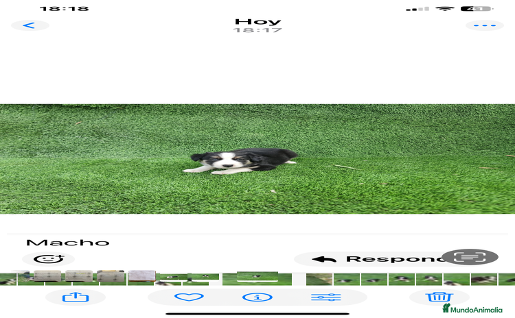 Border Collie perros en Málaga - Anuncio 15