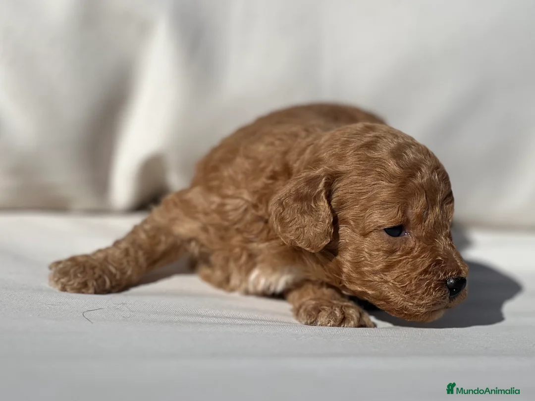 Caniche Toy perros en venta: CANICHE TOY APRICOT - Anuncio 4