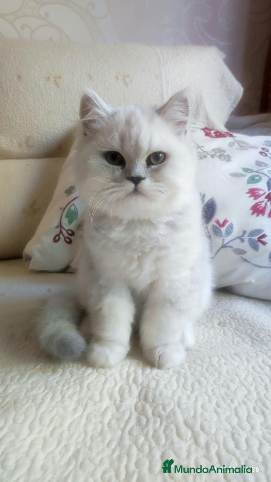 Persa gatos en venta: Gatos persa chinchilla silver  - Anuncio 2