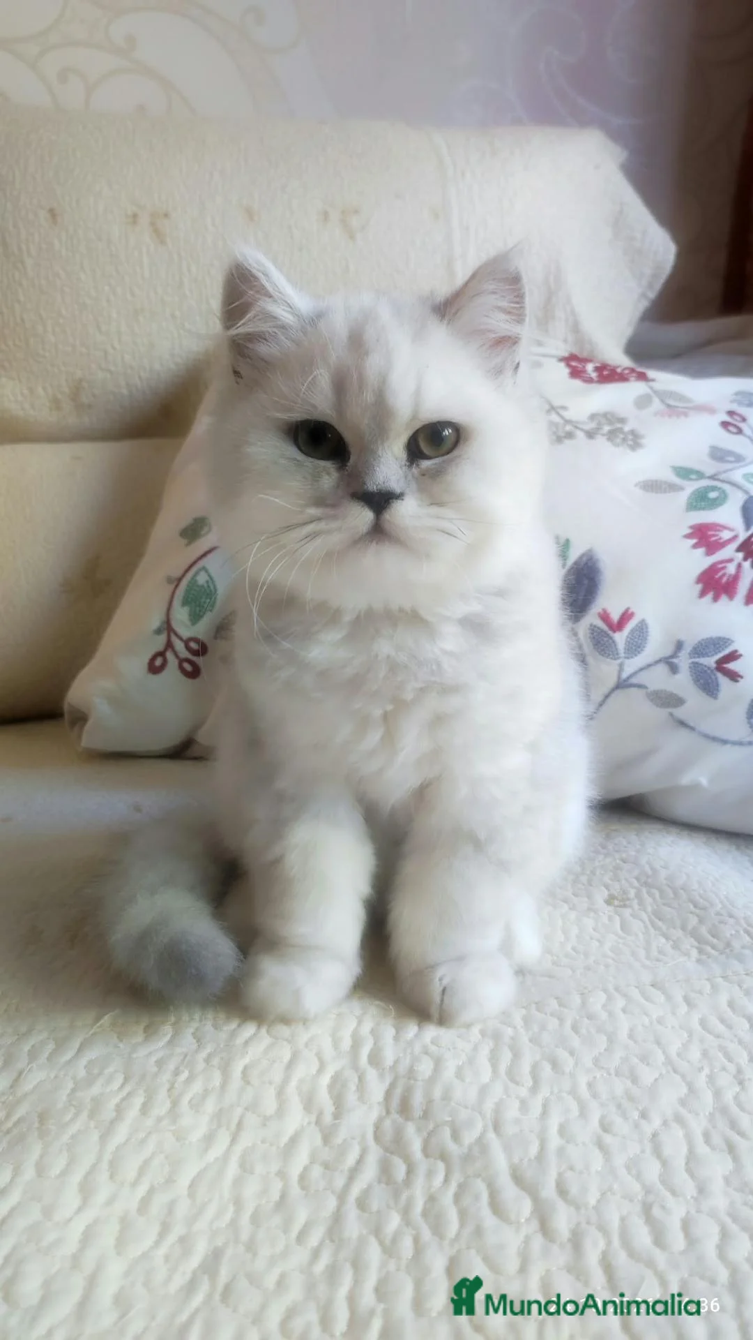 Persa gatos en venta: Gatos persa chinchilla silver  - Anuncio 1
