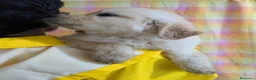 Golden Retriever perros en venta: Preciosos cachorros de golden retriever - Anuncio 6