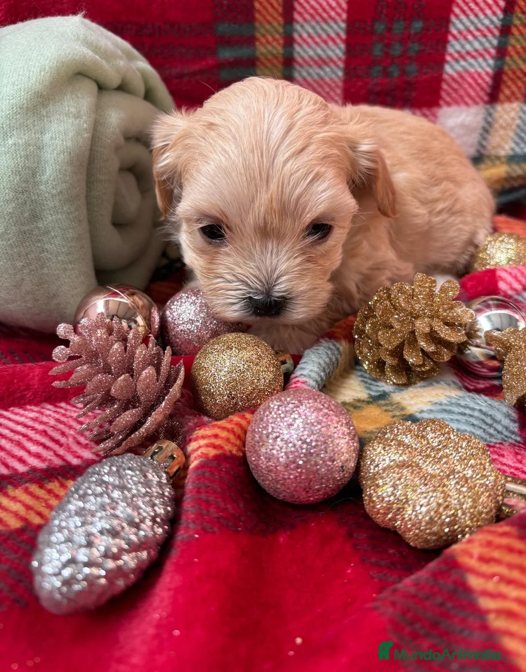 Maltipoo perros en venta: Maltipoo Toy Machos Fotos actuales!! - Anuncio 10