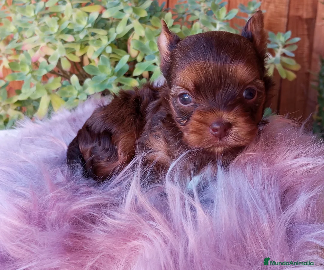 Yorkshire Terrier perros en venta: Exclusiva hembra Yorkshire Rojo Merle Chocolate  - Anuncio 2