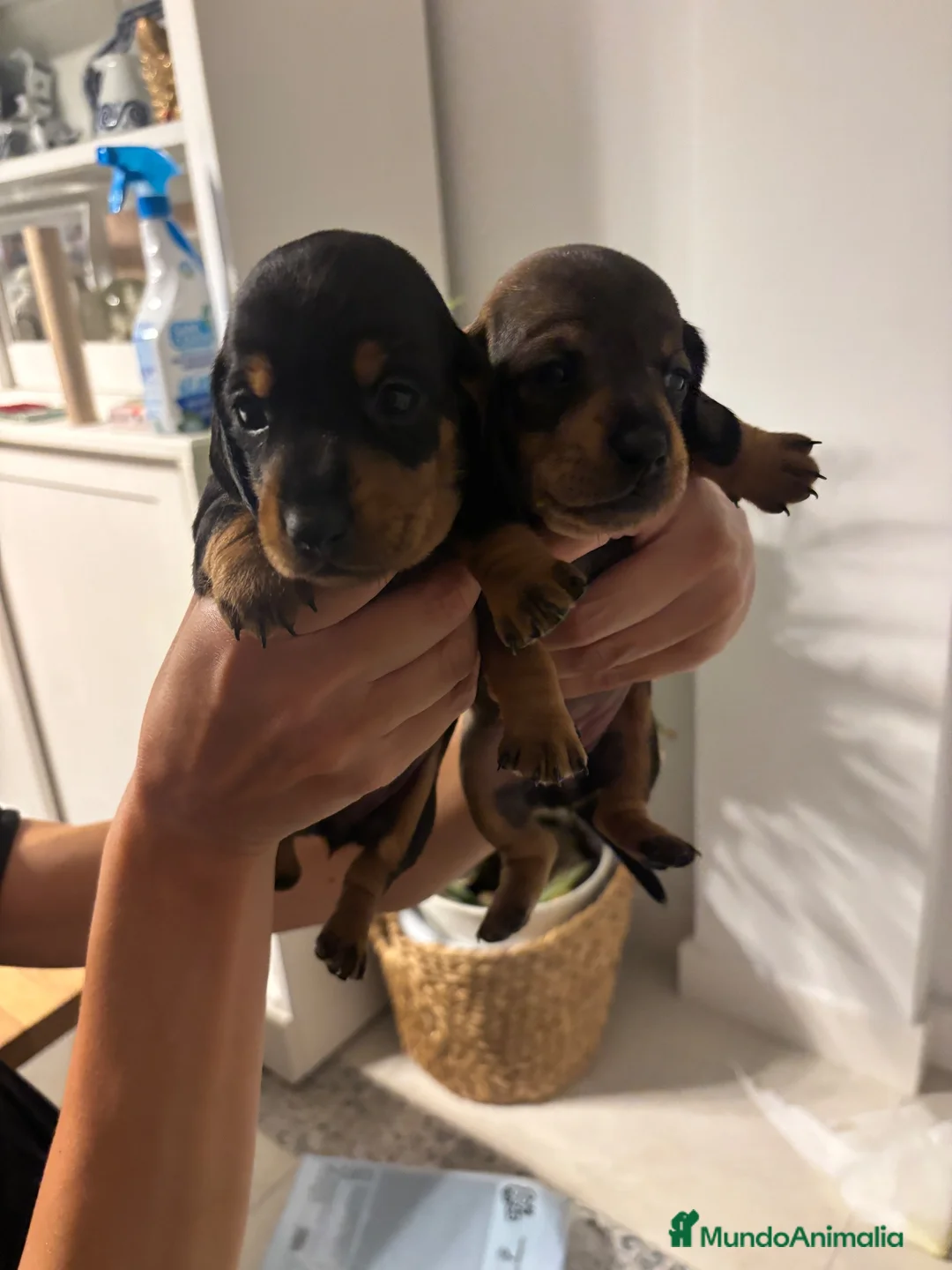 Teckel Miniatura perros en venta: Preciosos Cachorros Teckel  en Sevilla - Anuncio 1