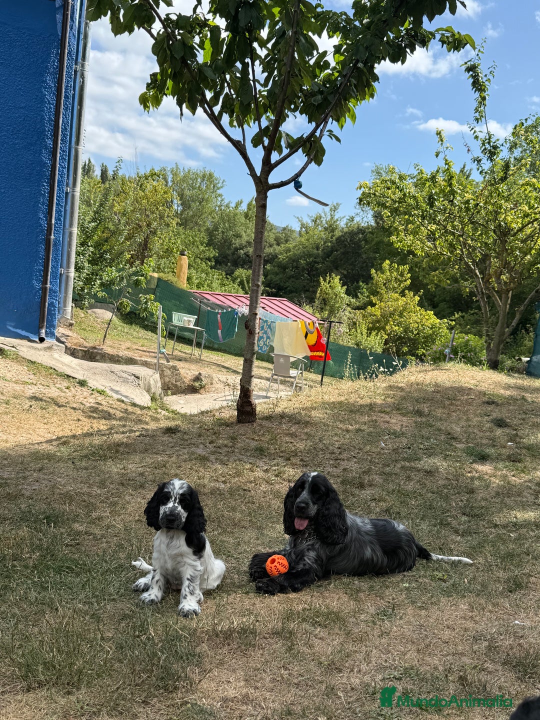 Cocker Spaniel Inglés perros en venta: Cachorros cocker spaniel Inglés listo para entrega - Imagen 7