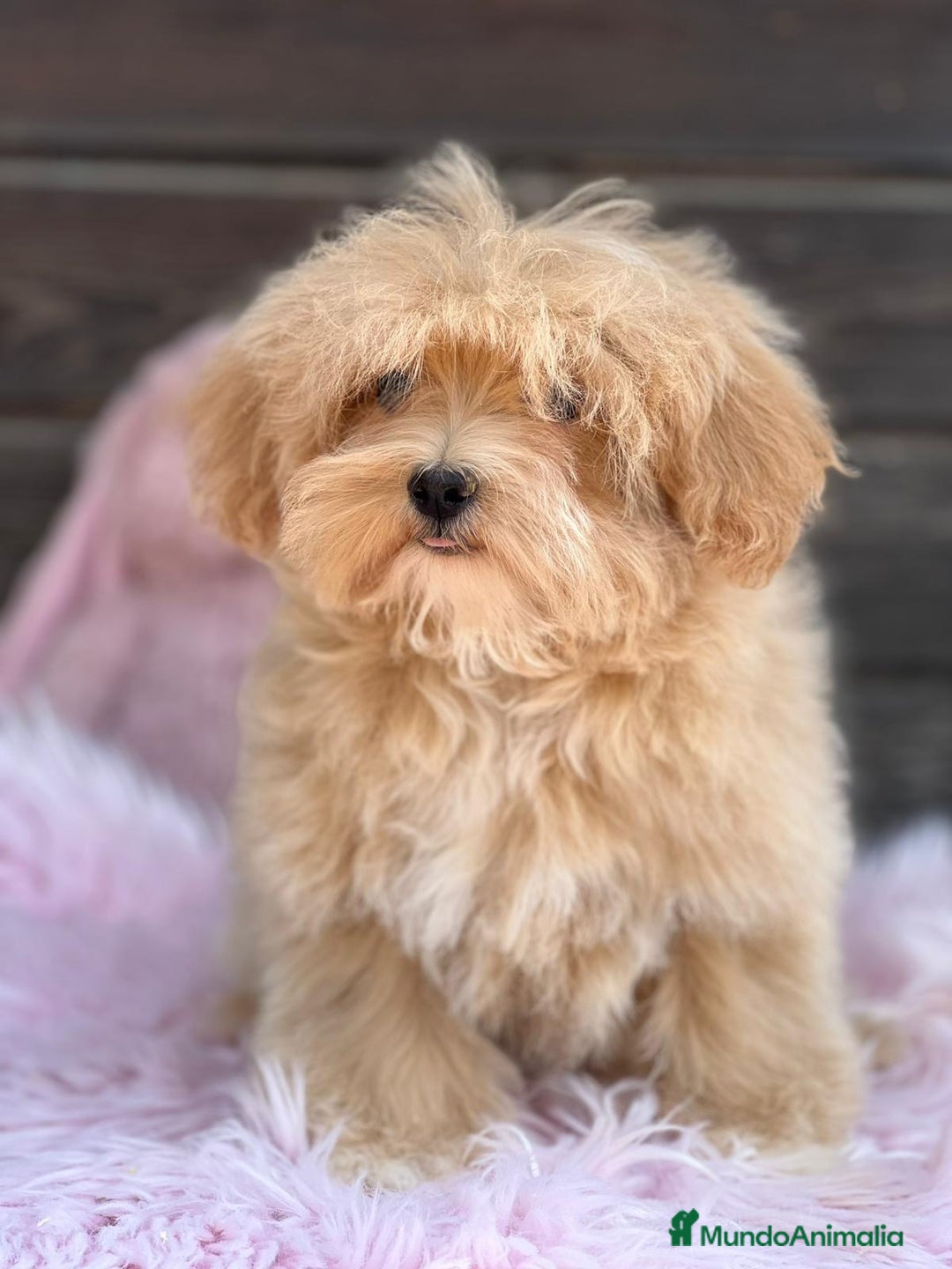 Maltipoo perros en venta: Maltipoo - Imagen 7