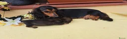 Teckel Miniatura perros en venta: Teckel de pelo largo - Anuncio 1