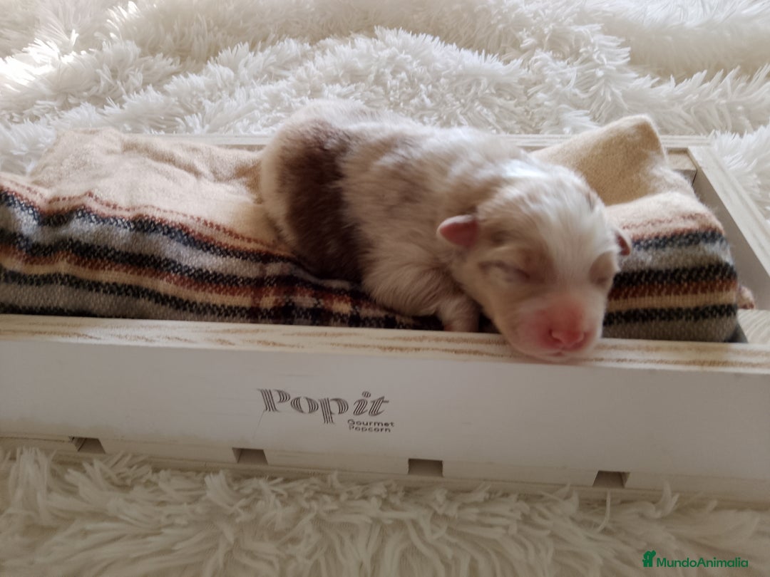 Pastor Australiano perros en venta: Espectacular camada de pastor Australiano. - Imagen 13