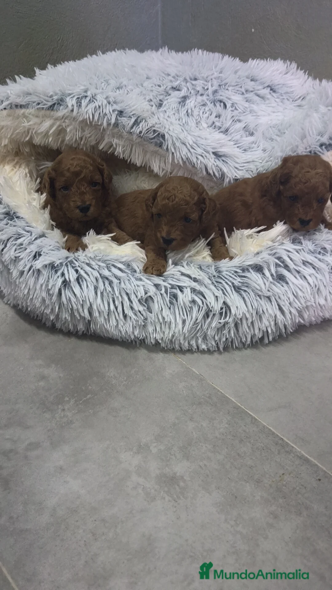 Caniche Toy perros en venta: Caniche Toy 🐩 hembra y macho  - Anuncio 2