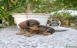 Teckel Miniatura perros en venta: CAMADA TECKEL PELO DURO🤩 - Imagen 1