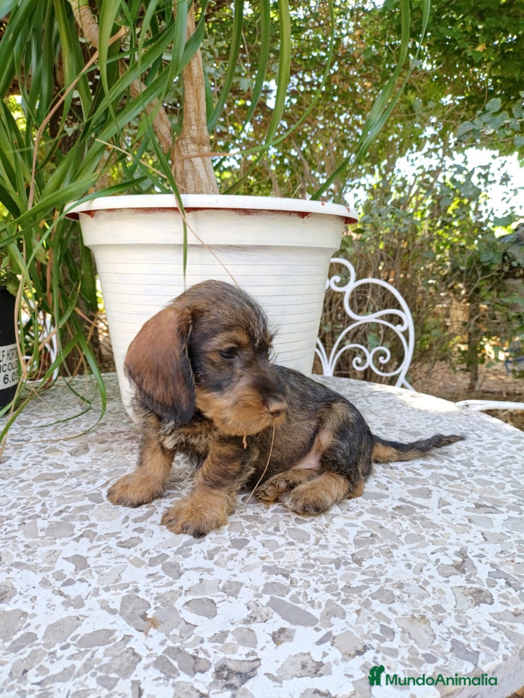 Teckel Miniatura perros en venta: CAMADA TECKEL PELO DURO🤩 - Imagen 1
