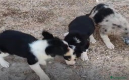 Border Collie perros en venta: Border collie Ultimas 2 hembras  - Imagen 3