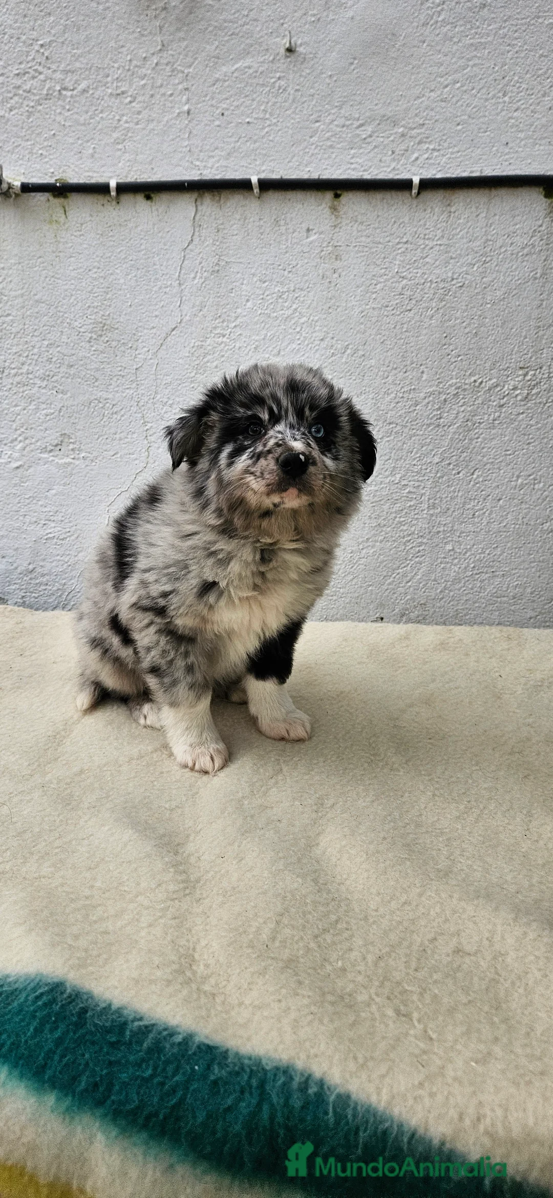 Border Collie perros en venta: Excelente cachorra border collie  - Anuncio 1