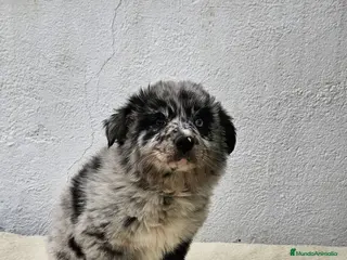 Border Collie perros Excelente cachorra border collie - Anuncio 1