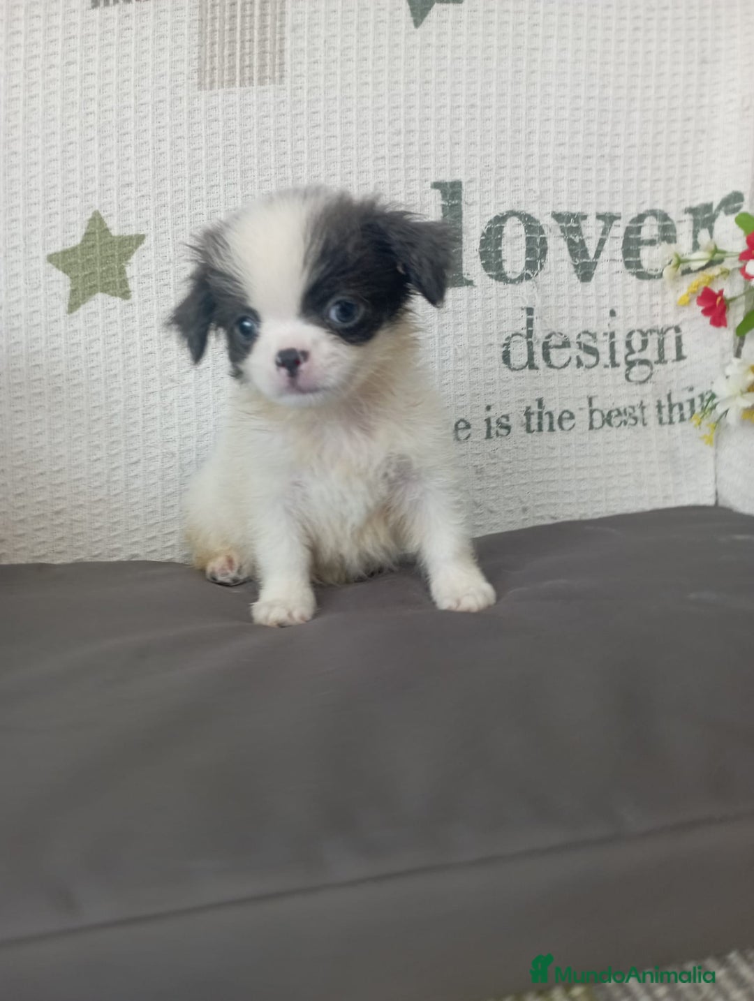 Chihuahua perros en venta: Chihuahua toy colores exóticos pelo largo y corto  - Imagen 3