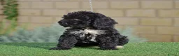 Perro de Agua Español perros en venta: Perro de agua , cachorros  - Anuncio 10