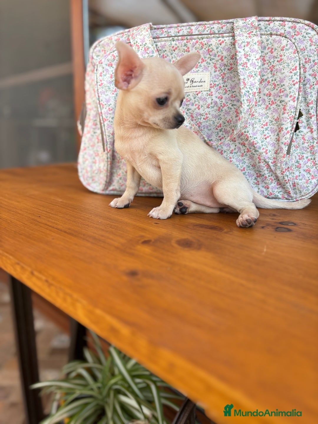 Chihuahua perros en venta: Chihuahua Toy hembra disponible  - Imagen 5