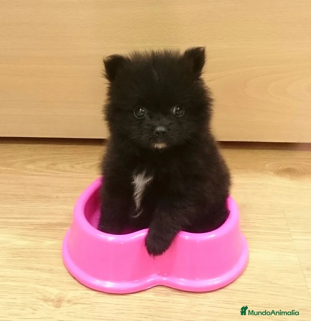 Pomerania perros en venta: Lulú de Pomerania preciosos en Barcelona - Anuncio 7