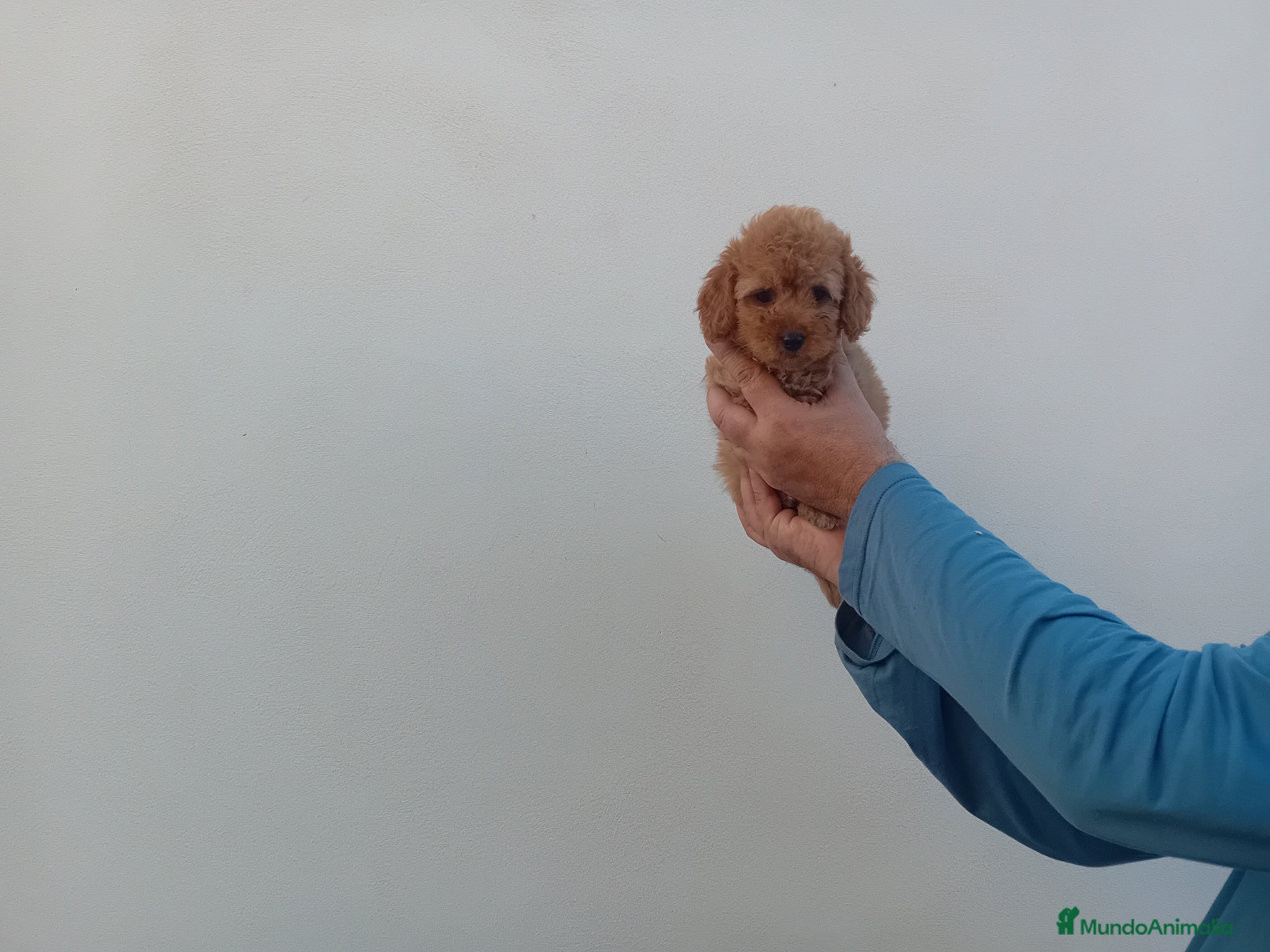 Caniche Toy perros en venta: Últimos cachorritos de caniche - Anuncio 3