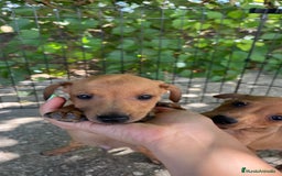 Pinscher Miniatura perros en venta: Pinscher Miniatura  - Imagen 5