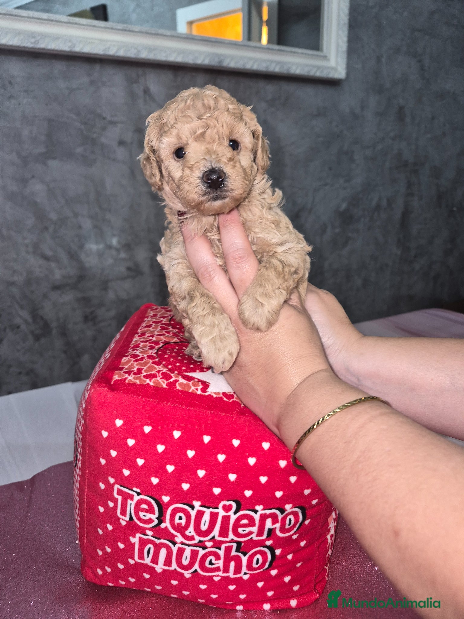 Caniche Toy perros Impresionantes caniches toy - Anuncio 1