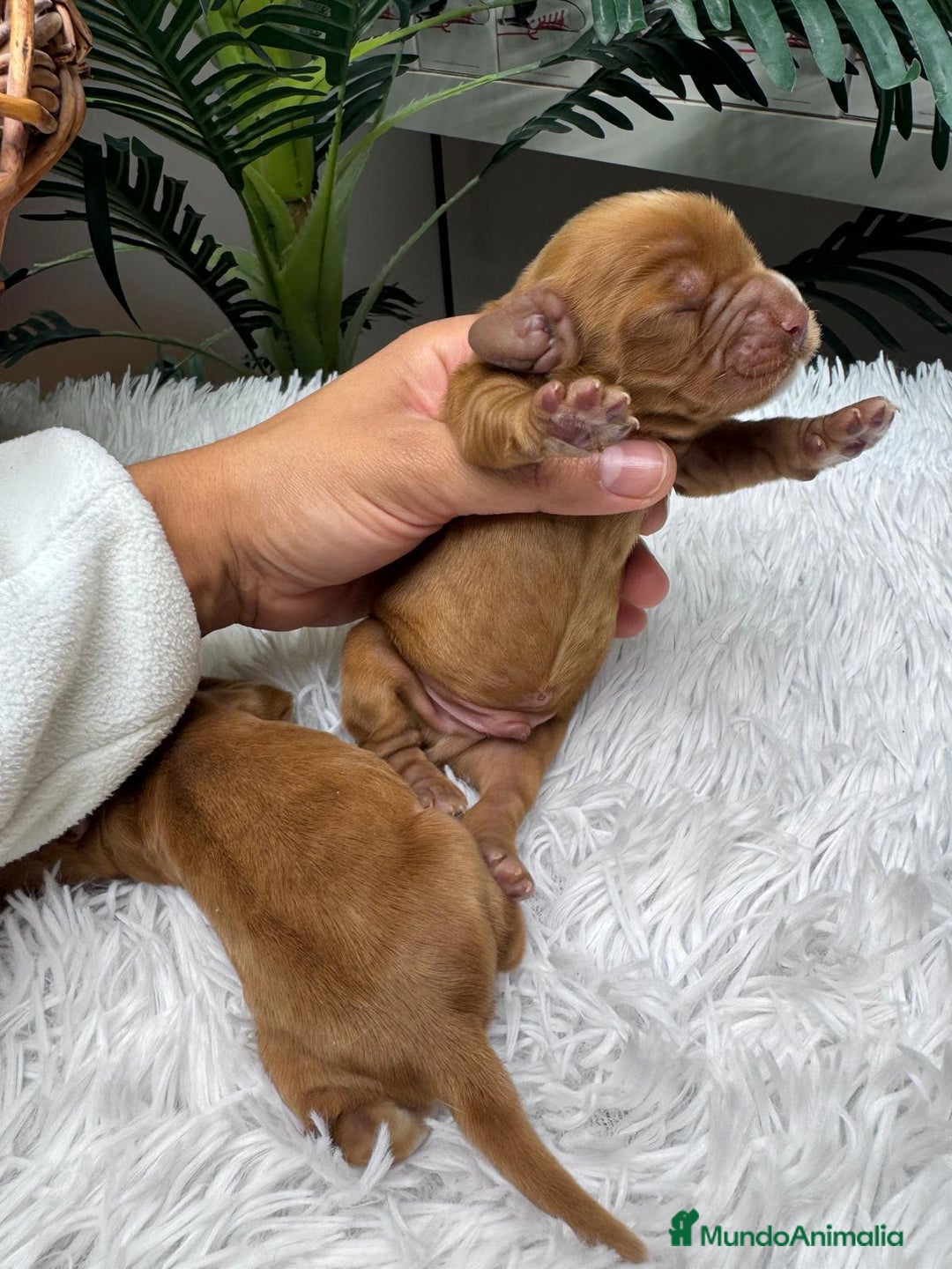 Cocker Spaniel Inglés perros en venta: COCKER SPANIEL INGLES - Anuncio 9