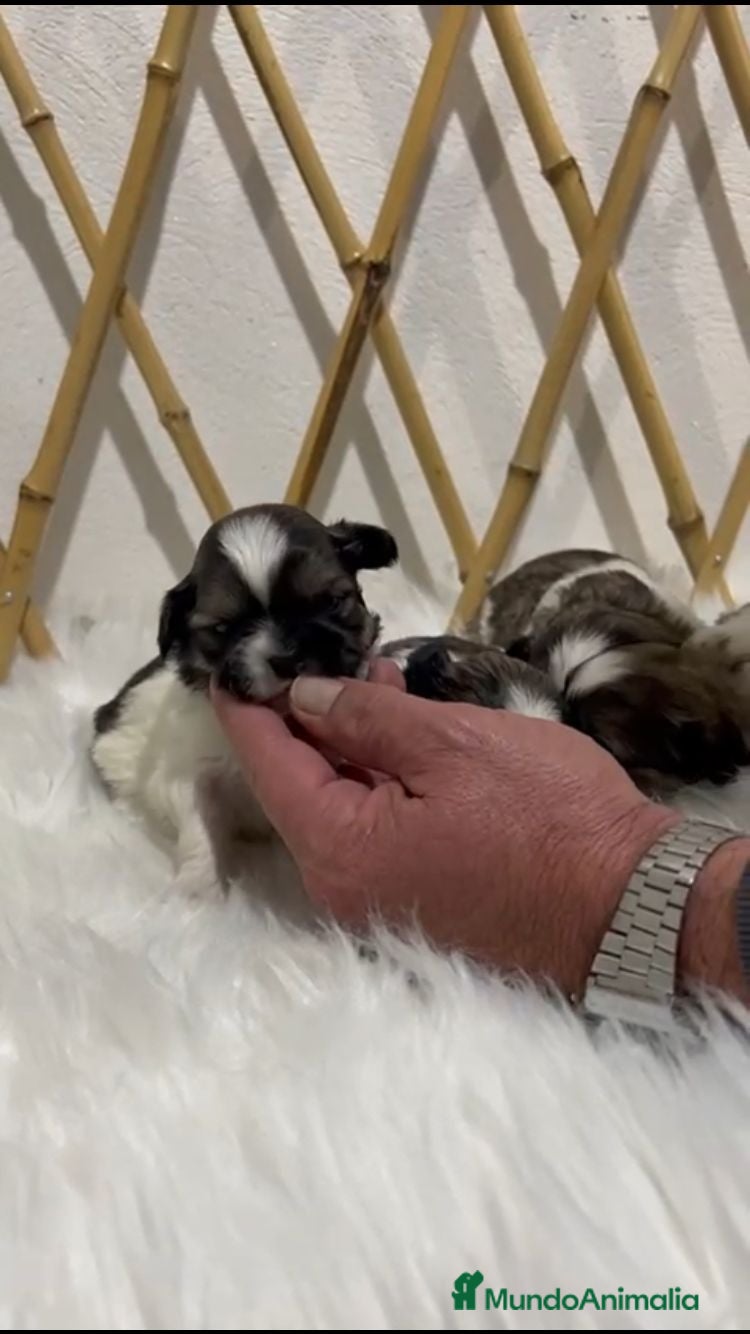 Shih Tzu perros SHIH TZU MINI - Anuncio 2