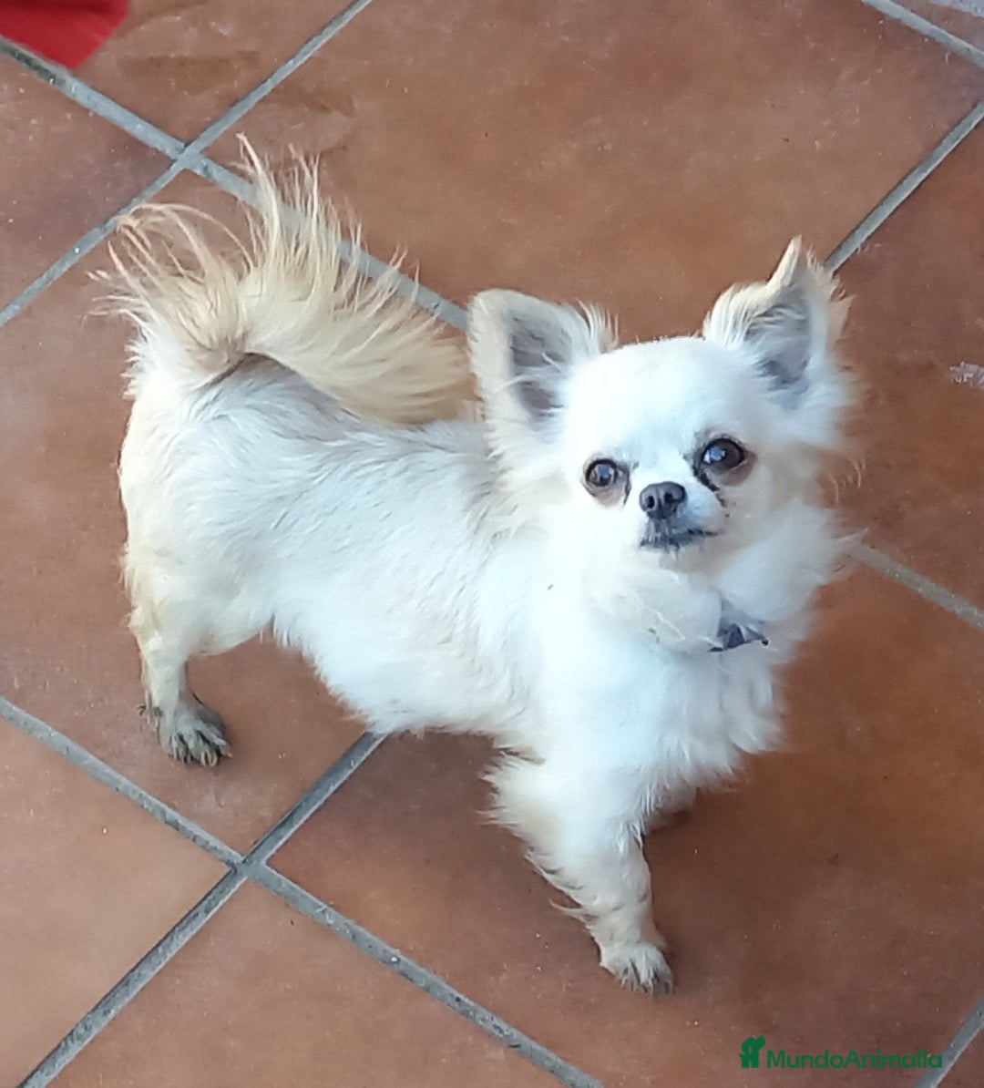 Chihuahua perros en venta: Chihuahua de pelo largo de capricho - Anuncio 4