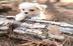 Bichón Maltés perros en venta: Bichon maltés excelentes cachorros  - Imagen 7