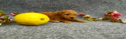 Caniche Toy perros en venta: PRECIOSOS CANICHE  ROJO LINEA TOY  - Anuncio 24