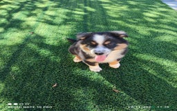 Pastor Australiano perros en venta: PASTOR AUSTRALIANO MINI - Anuncio 6