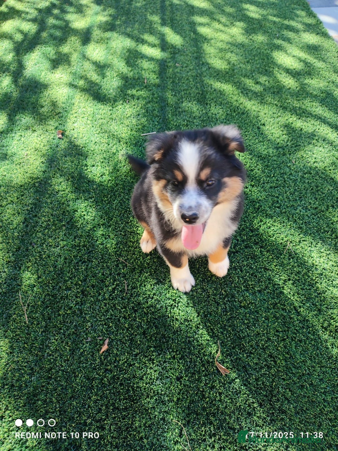 Pastor Australiano perros en venta: PASTOR AUSTRALIANO MINI - Anuncio 6