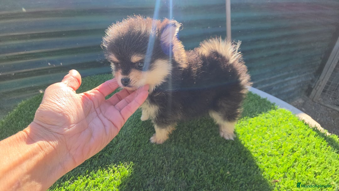 Pomsky perros en venta: Pomsky toy  - Anuncio 3