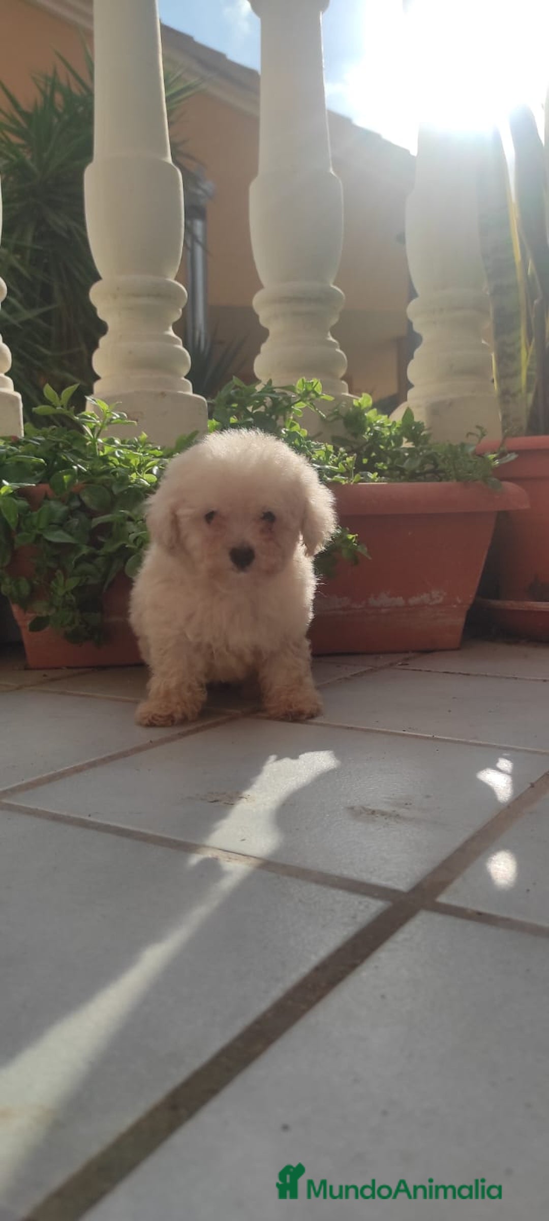 Caniche Toy perros en venta: CANICHE HEMBRA TOY EXCLUSIVA  - Anuncio 2