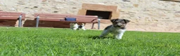 Fox Terrier de Pelo Duro perros en venta: FOX TERRIER DE PELO DURO - Anuncio 3