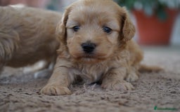 Maltipoo perros en venta: 🌸Tres pequeñas Maltipoo · Red Suco, Flora y Grey✨ - Imagen 2