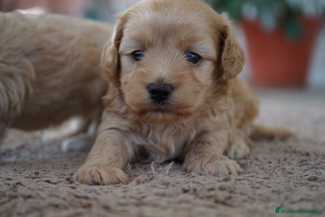 Maltipoo perros en venta: 🌸Tres pequeñas Maltipoo · Red Suco, Flora y Grey✨ - Imagen 2