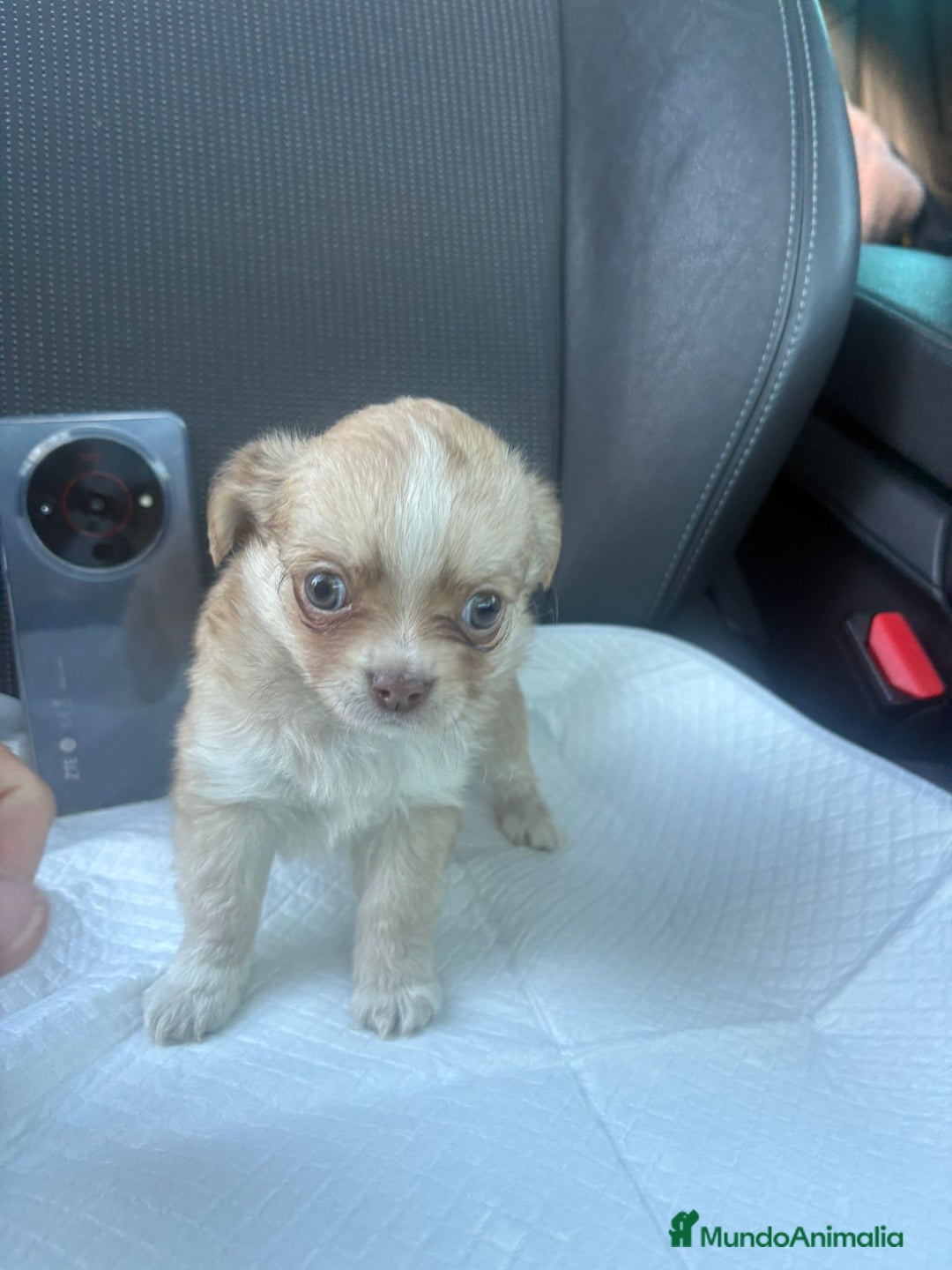 Chihuahua perros en venta: Chihuahua toy pelo largo hembra - Anuncio 9