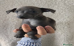Pequeño Lebrel Italiano perros en venta: Pequeño lebrel Italiano Piccolo  - Imagen 3