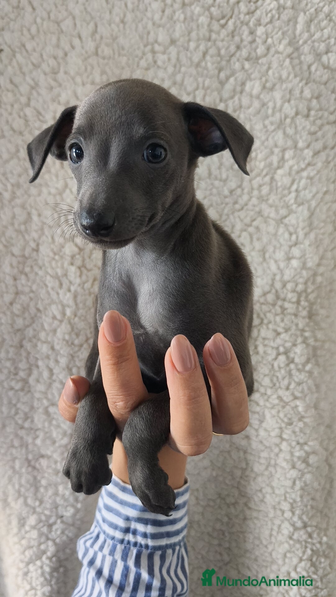 Pequeño Lebrel Italiano perros en venta: Pequeño lebrel Italiano Piccolo  - Imagen 3