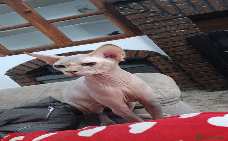 Sphynx gatos - Anuncio 1