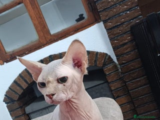 Sphynx gatos - Anuncio 1